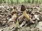 Fattyú kucsmagomba (Morchella semilibera), Vértes